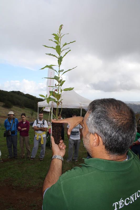 Plantar-arbol-en-pareja