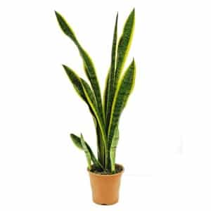 Sansevieria Lengua de tigre