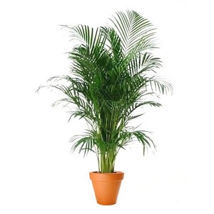 Palmera Areca