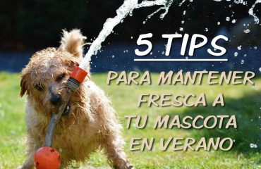 mascotas-frescas-en-verano