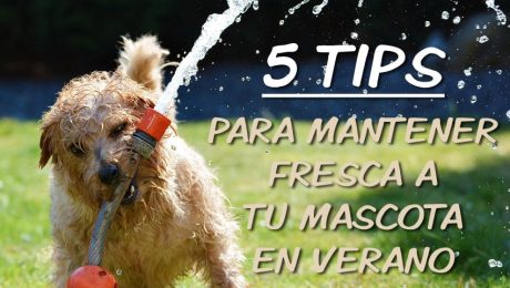 mascotas-frescas-en-verano